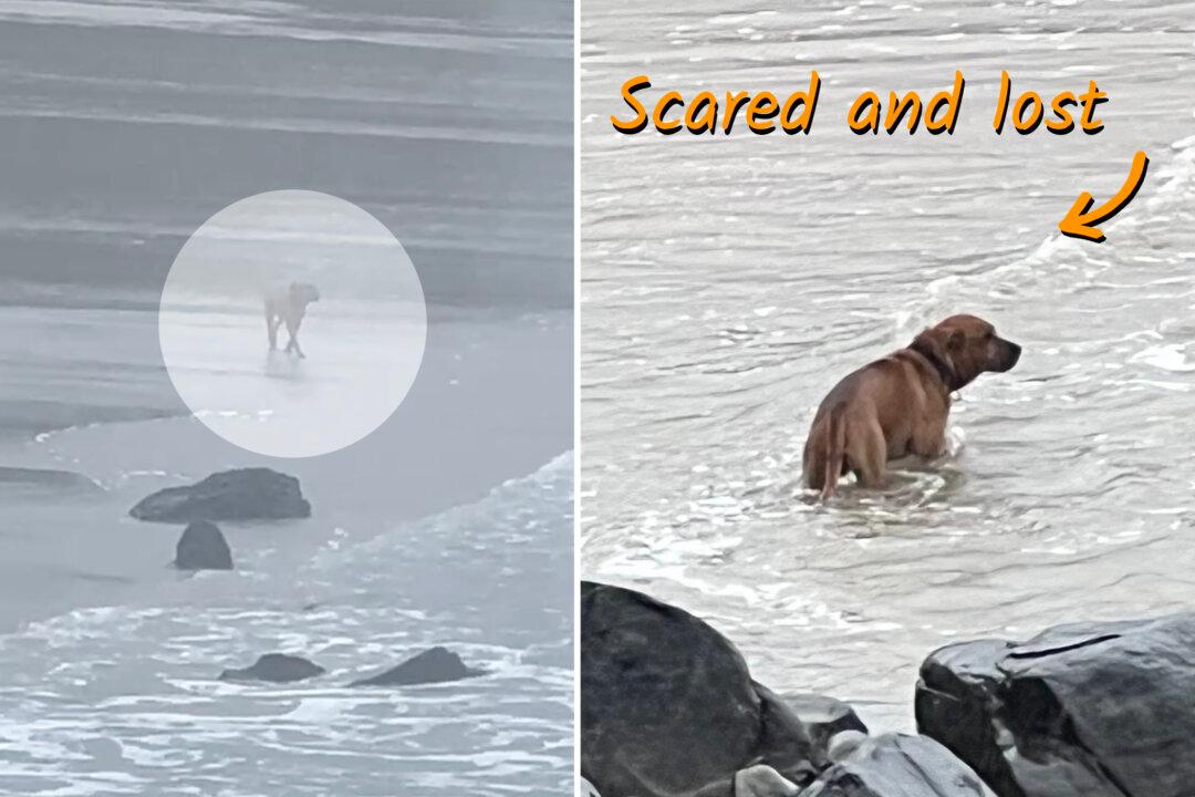 Lost Dog Roams Beach Every Day Looking for His Owner, Until a Woman Decides to Help Him: VIDEO