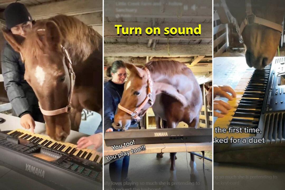 Rescue Horse Is Given Piano and Becomes Obsessed With It—Hear the Hilarious Melody She Composed