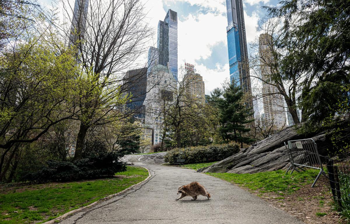 A raccoon in an almost deserted Central Park in New York on April 16, 2020. (JOHANNES EISELE/AFP via Getty Images)