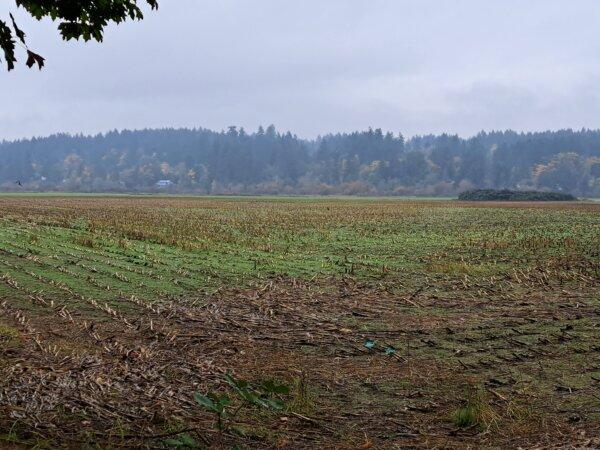 A field of stubble at the Dinsdale Farm in Cowichan, B.C., after corn was harvested in the fall of 2023. (Jeff Sandes/The Epoch Times)