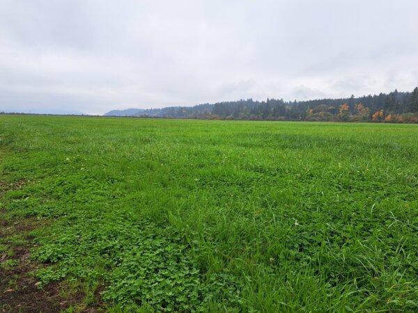 A field at the Dinsdale Farm in Cowichan, B.C., in the fall of 2023. (Jeff Sandes/The Epoch Times)