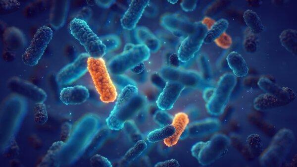 New Study Ties Lack of Micronutrients to Antibiotic Resistance