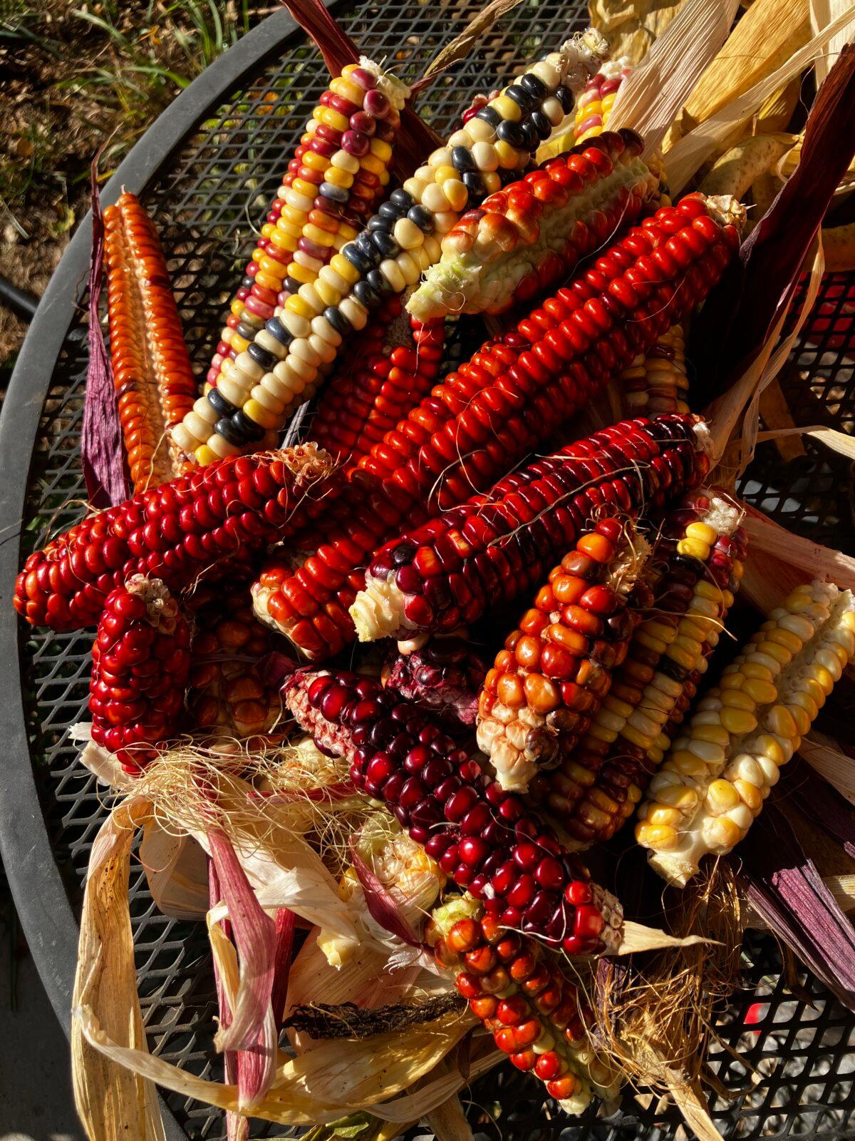 A multicolored harvest from the author's farm—when only red corn seeds were planted. (Eric Lucas)