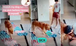 VIDEO: Dog Uses Verbal Sound Buttons to Alert Owner She Is Sick—Hours Before Her Symptoms Begin
