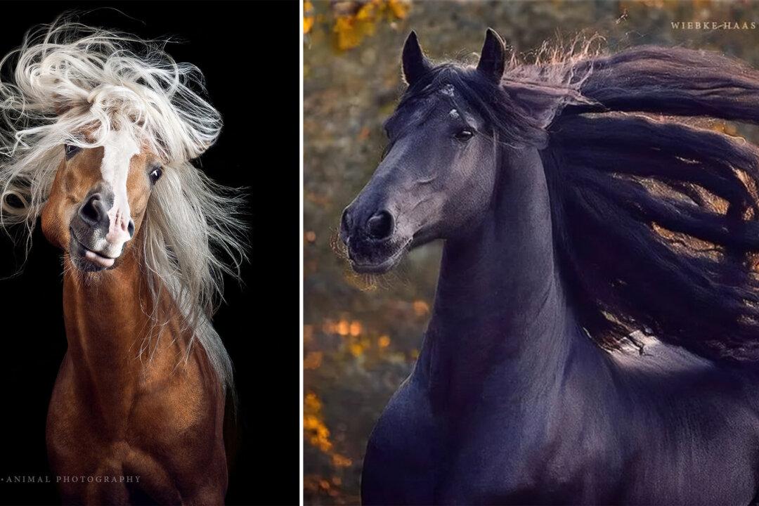 German Photographer Captures the Wild Beauty, Grace, and Elegance of Horses: PHOTOS