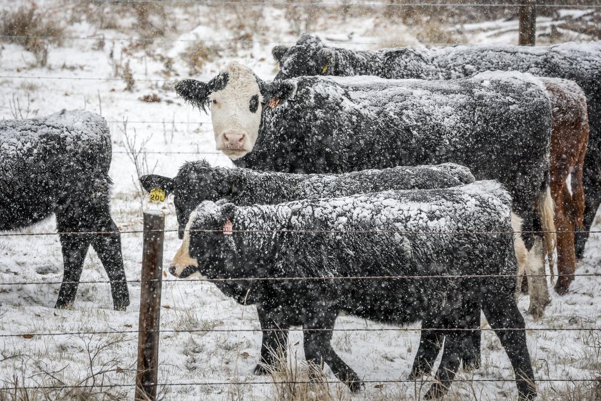 El Niño Brings a Warm Start to Winter, but That Could Change: Weather Network