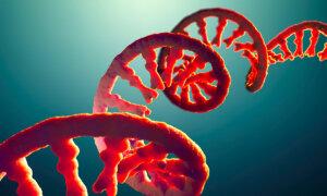 Self-Amplifying RNA Shots Are Coming: The Untold Danger