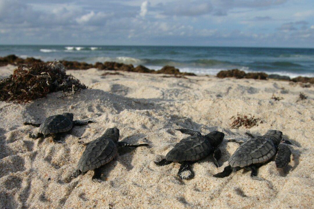 Florida’s Sea Turtle Nest Numbers Break Records, But Dangers Continue to Surface