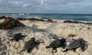 Florida’s Sea Turtle Nest Numbers Break Records, But Dangers Continue to Surface