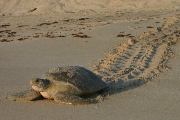 A green turtle crawls on a Florida beach toward the ocean. (Courtesy of FWC)