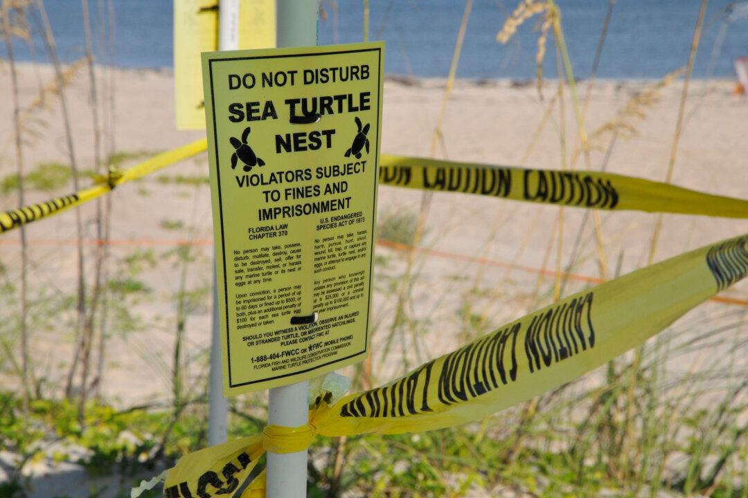 A modern sea turtle protection cage on St. George Island, Fla. (Courtesy of FWC)