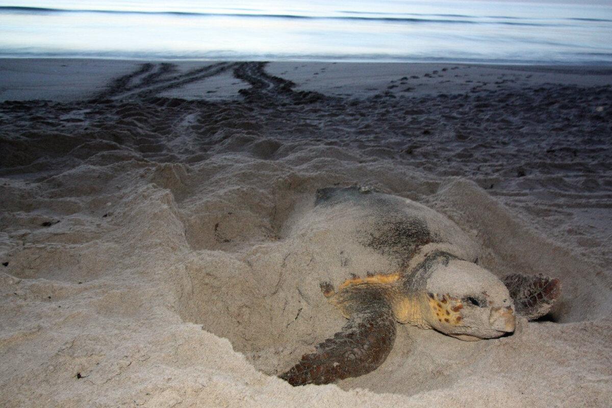 A loggerhead turtle in the early nesting stages on a Florida beach. (Courtesy of FWC)