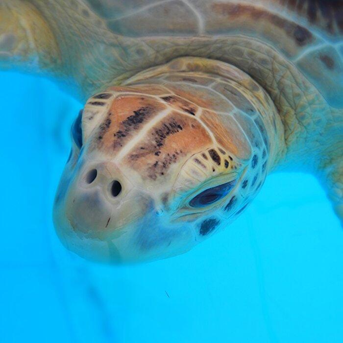 A closeup of a loggerhead sea turtle. (Courtesy of FWC)