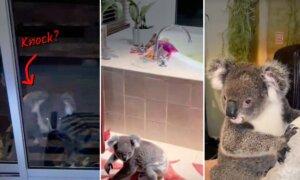 ‘Cutest Visitor Ever’: Wild Koala Arrives at Family’s Door, Stays for 15 Minutes, Even Sits on Bed