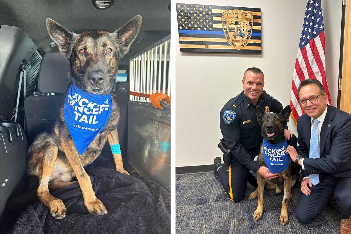 Asko the K9 explosive detection dog poses for a group photo with his human friends and colleagues after his surgery. (Courtesy of Bensalem Township Police Department)