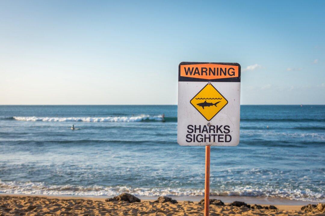 Surfer Dies After Shark ‘Encounter’ in Hawaii