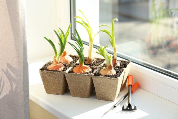 Indoor Vegetable Growing