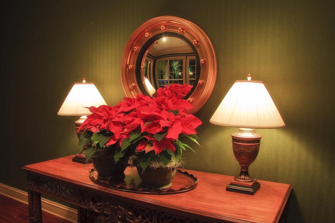 Tips to Display Poinsettias During the Holiday Season