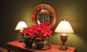Tips to Display Poinsettias During the Holiday Season