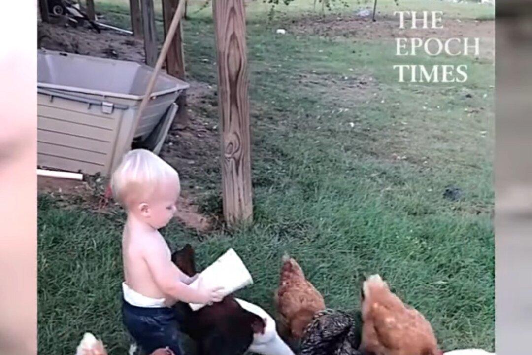 Lovely Toddler Completely Focused on Feeding His Feathered Friends