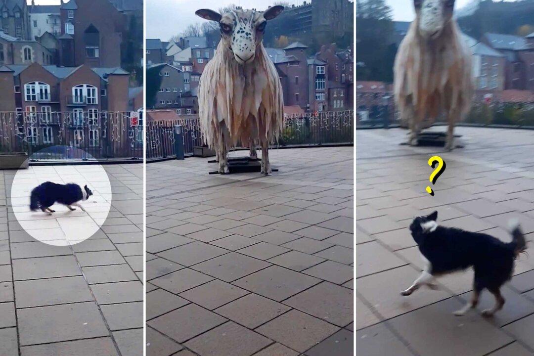 VIDEO: Border Collie Sees Giant 25-foot ‘Sheep’—Watch Her Hilariously Try to Herd Enormous Statue