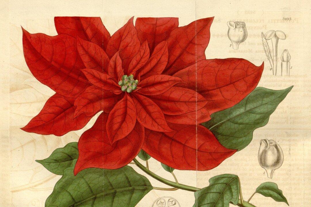 Joel Poinsett: A Diplomat for a Christmas Flower