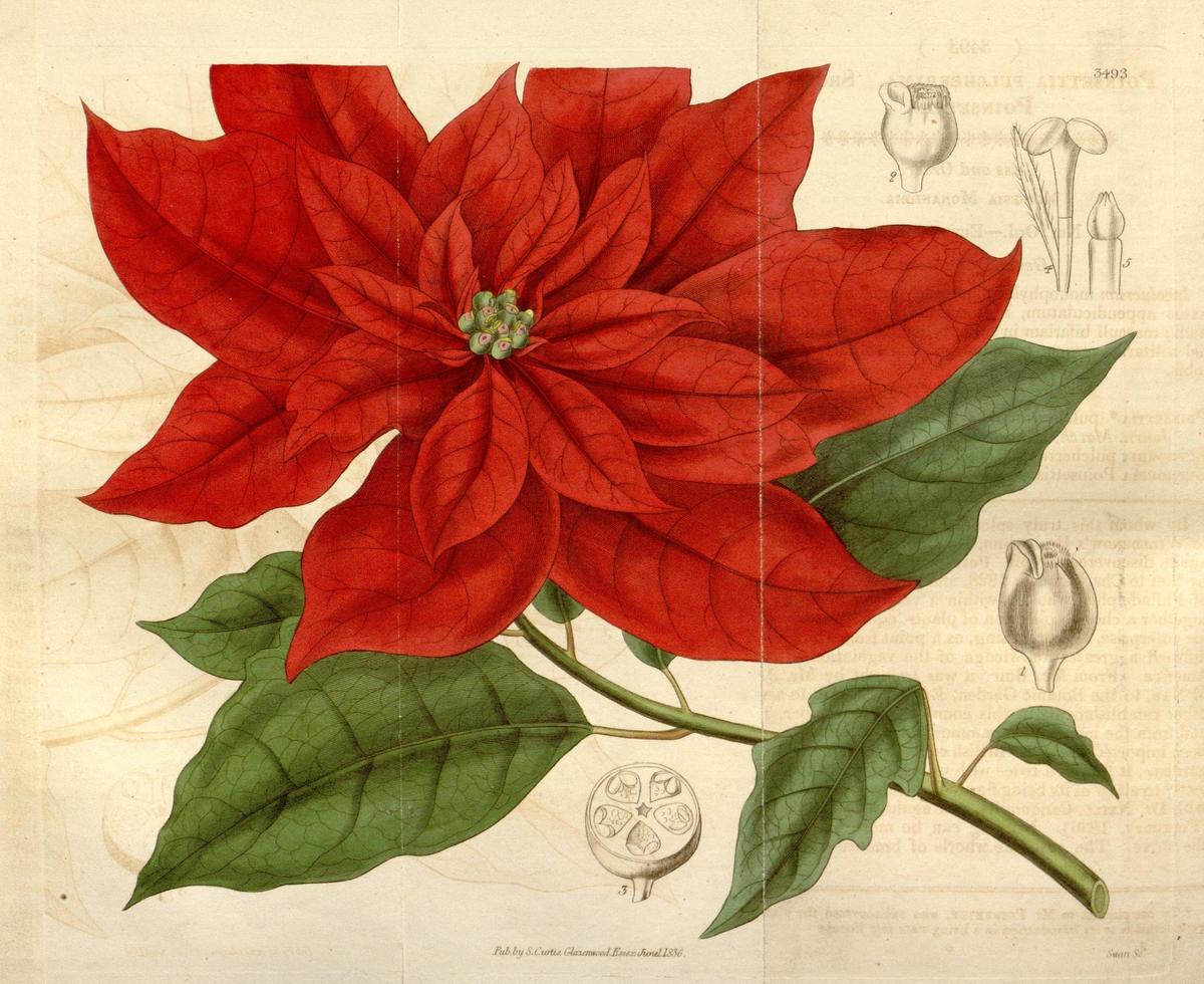 Joel Poinsett: A Diplomat for a Christmas Flower
