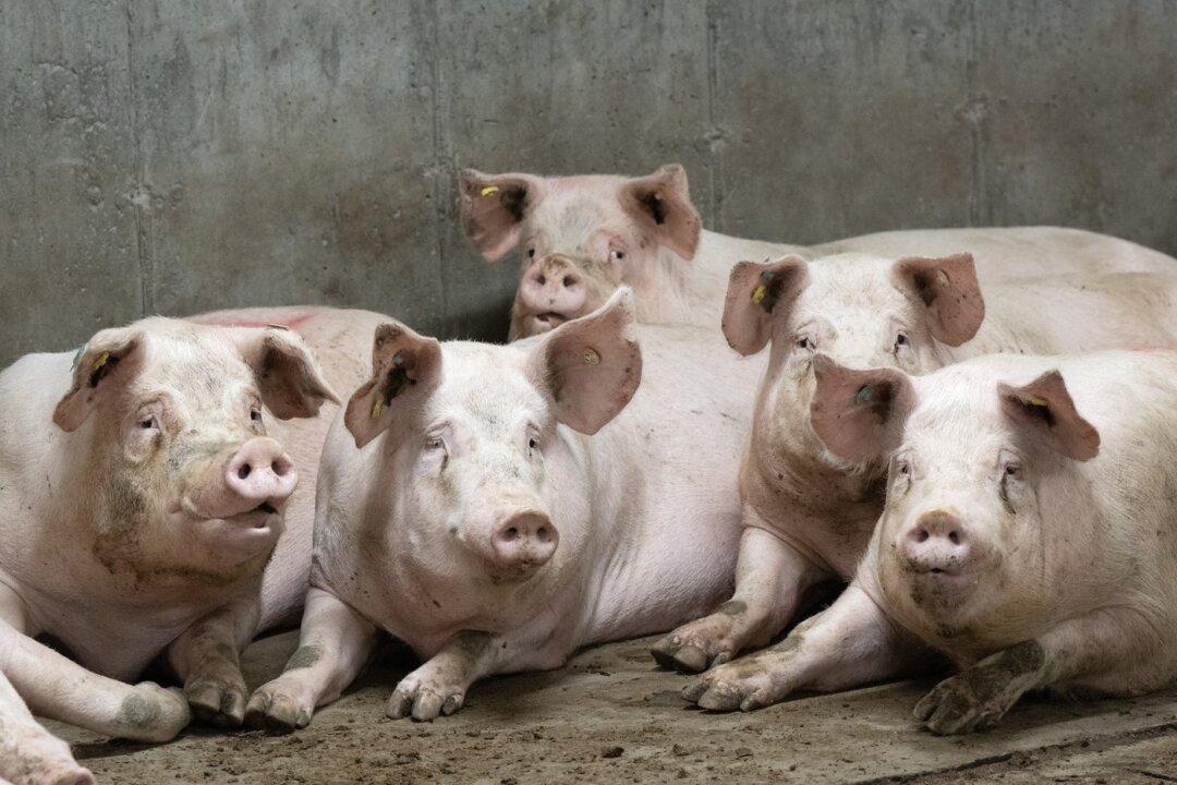 Quebec Pork Farmers Reeling as a 'Perfect Storm' Creates Economic Crisis