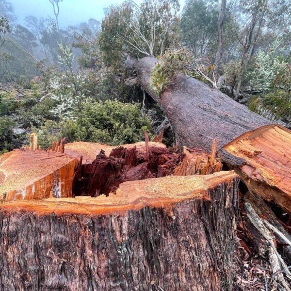 The felled tree in which Bob Brown argued was a nesting site for the swift parrot. (Courtesy of Bob Brown Foundation)