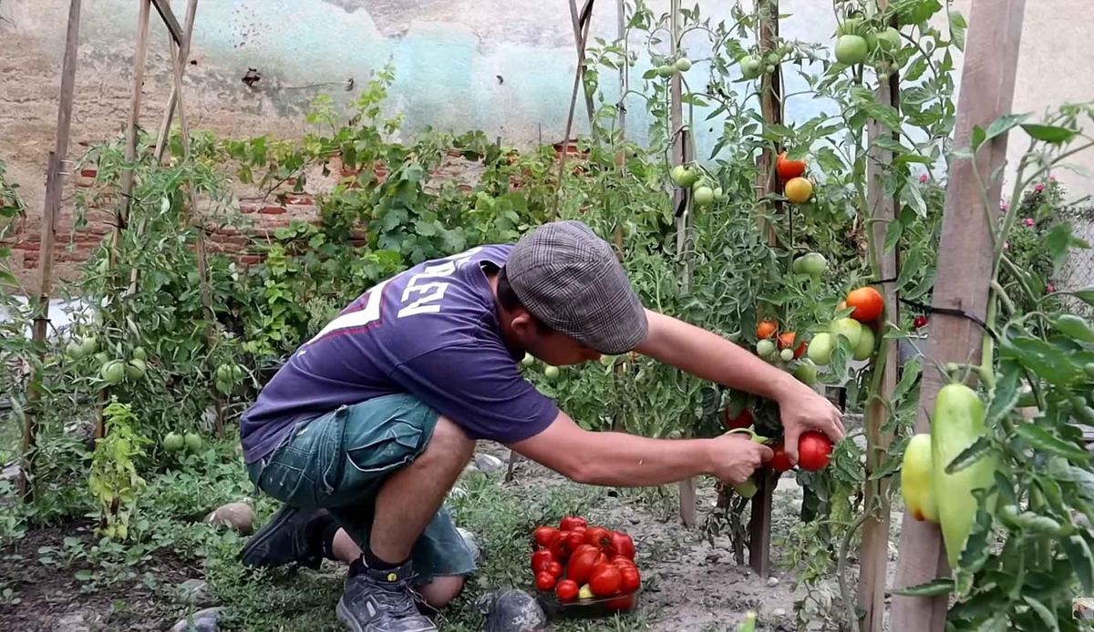 Mr. León harvesting tomatoes in his garden. (Courtesy of <a href="https://www.youtube.com/@Diego_Leon">Diego León</a>)