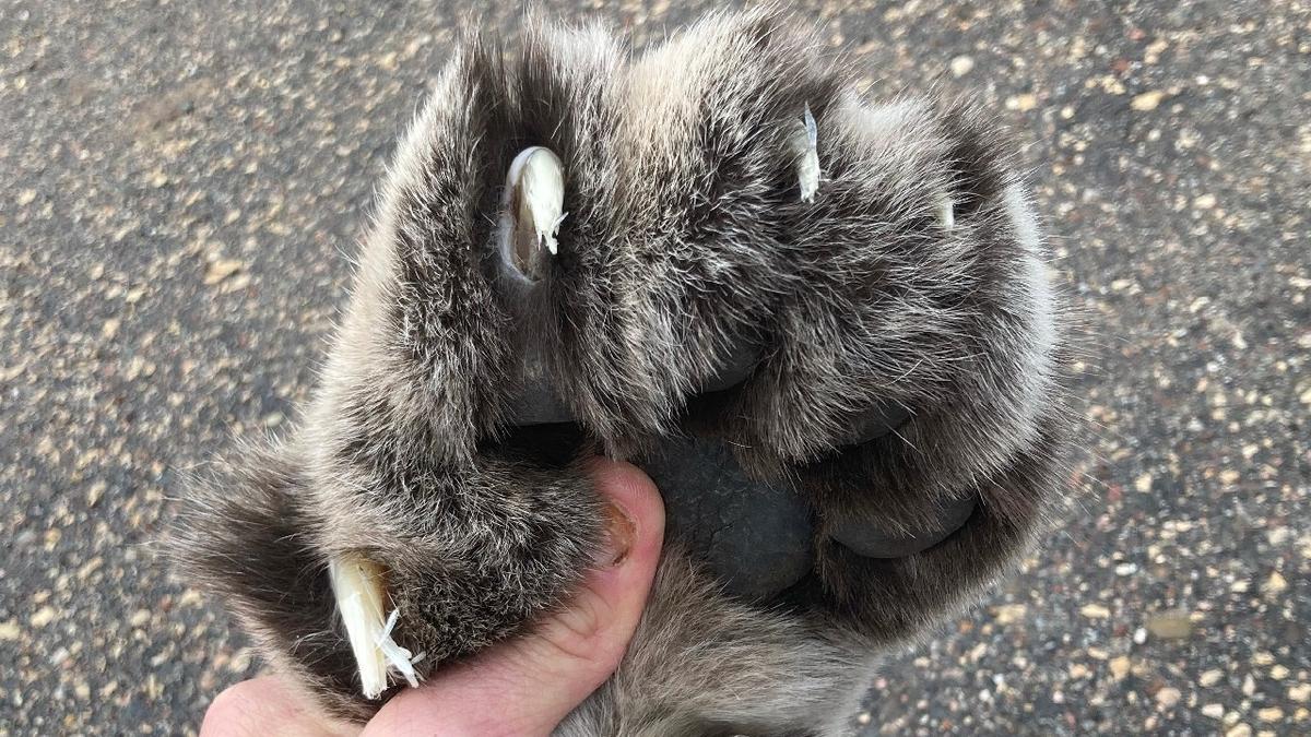 Cougar Struck and Killed Near Minneapolis Likely the One Seen in Home Security Video, Expert Says