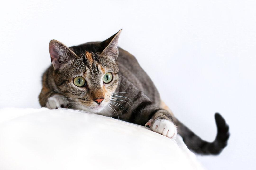 Pets Can Develop Compulsive Disorders