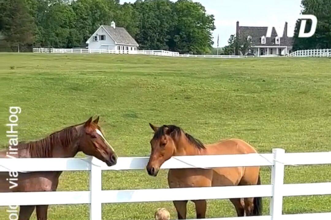 Little Boy Calls His Horse Friends to Him