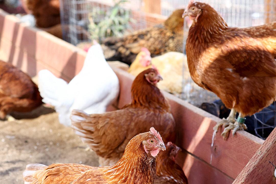 Would You Buy a Fitbit for a Chicken?