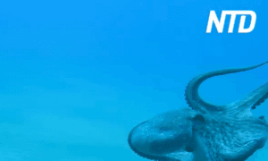 Scuba Diver Plays With Friendly Octopus