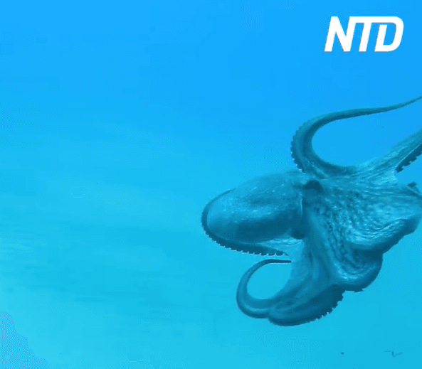 Scuba Diver Plays With Friendly Octopus