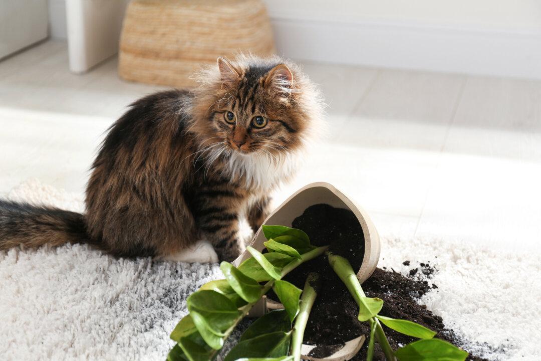 Keep Your Houseplants Safe From Cats