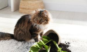 Keep Your Houseplants Safe From Cats