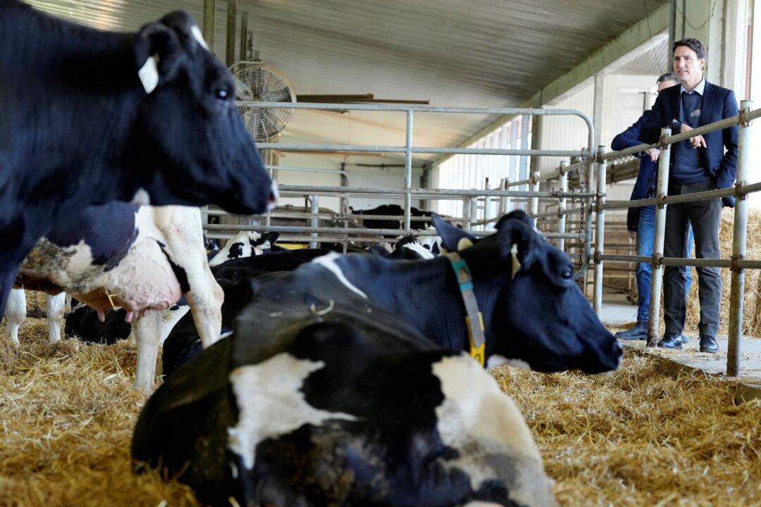 Anthony Furey: Feds Are Creating Emissions Trading Credits for Cow Burps–Seriously