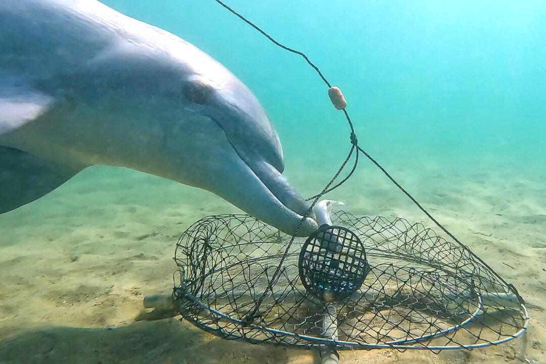 Rare Video Captures ‘Most Intriguing Dolphin Behavior’ as They Outsmart Crab Fishermen by Stealing Bait
