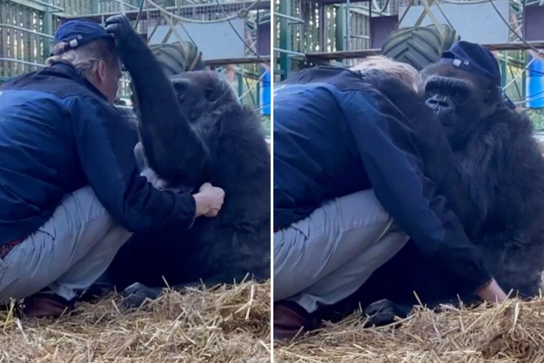 Heartwarming Moment Captures Gorilla Stealing Animal Conservationist’s Hat Before Giving Him a Tender Hug