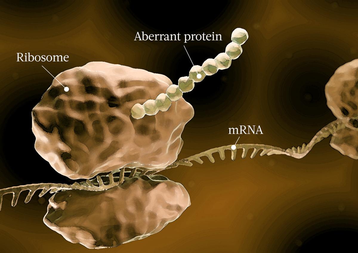 МРНК-вакцина Pfizer производит "аберрантные белки", чреватые развитием аутоиммунных заболеваний, рака