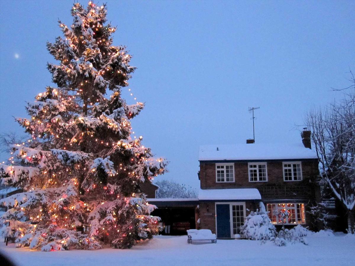 The Rowlands's tree in 2010 (SWNS)
