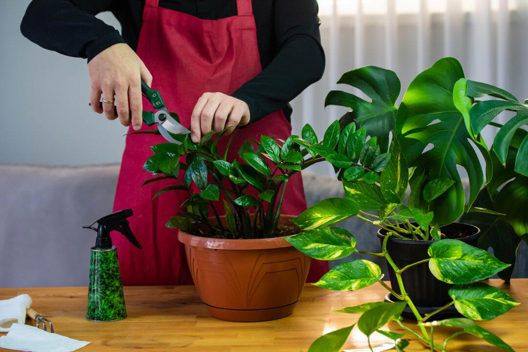 How to Boost Your Indoor Garden’s Beauty