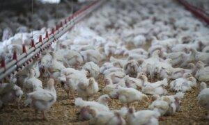 52 Commercial and Backyard Flocks in BC Have Been Infected With Bird Flu