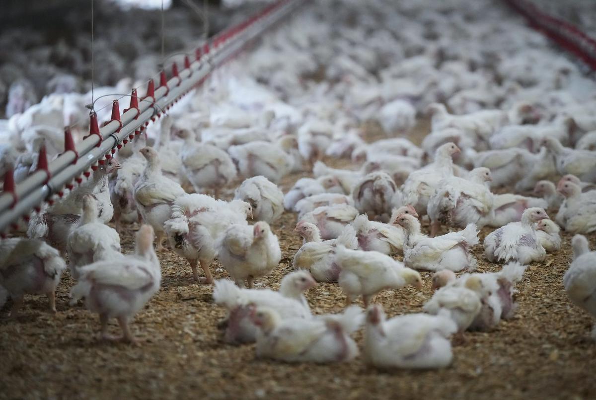 52 Commercial and Backyard Flocks in BC Have Been Infected With Bird Flu