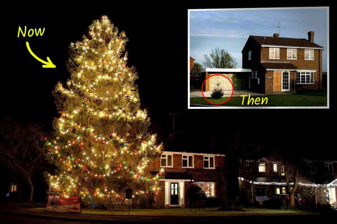 Couple Plant Christmas Tree in 1978—Now It’s 50 Feet Tall and Can Be Seen From Miles Around
