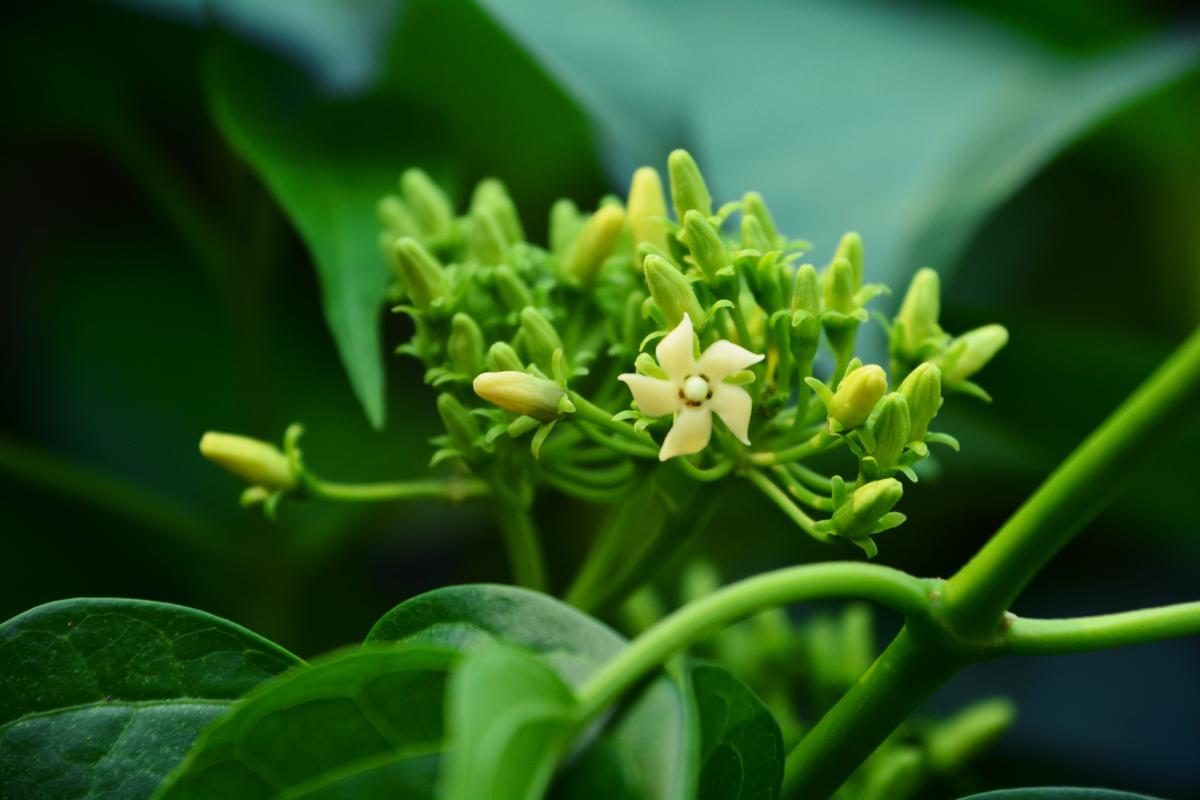 Gymnema sylvestre plant. (HerbToday/Shutterstock)