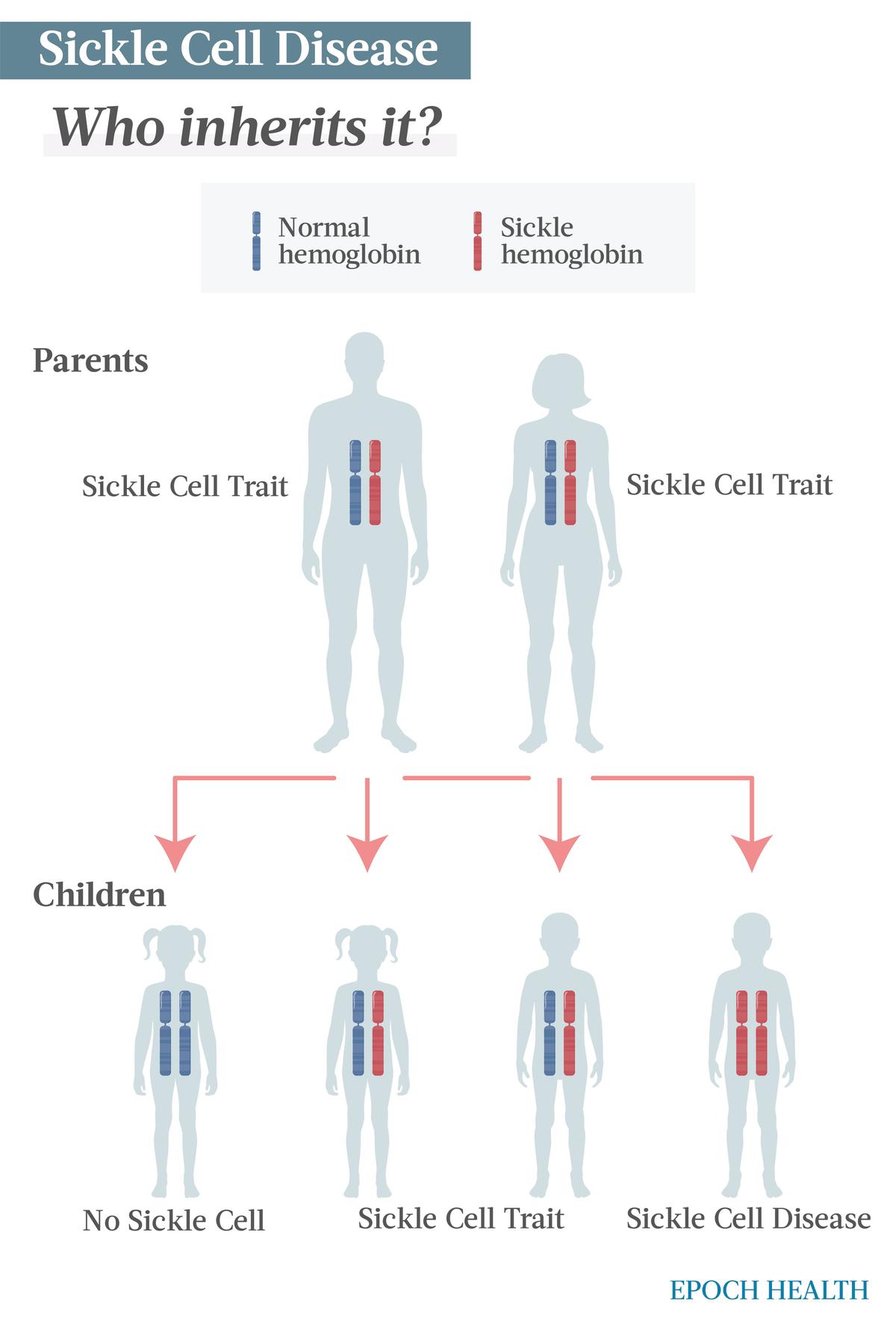 Each parent has the sickle cell trait, so there is a 25 percent chance of having a child without the sickle cell trait or disease, a 50 percent chance of having a child with the sickle cell trait, and a 25 percent chance of having a child with SCD. (Illustrations by The Epoch Times, Shutterstock)