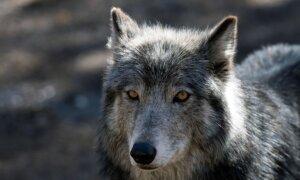 Judge Rejects Ranchers’ Plea to Halt Gray Wolf Reintroduction in Colorado